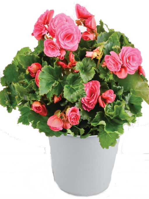 BEGONIA ROSE